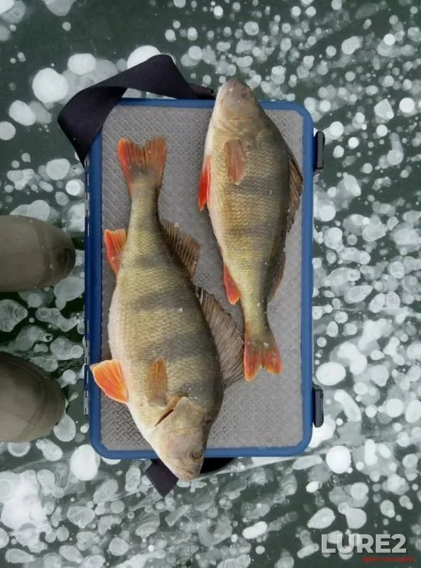 Perch, Roach — Bystraya Sosna, Nov 25, 2018
