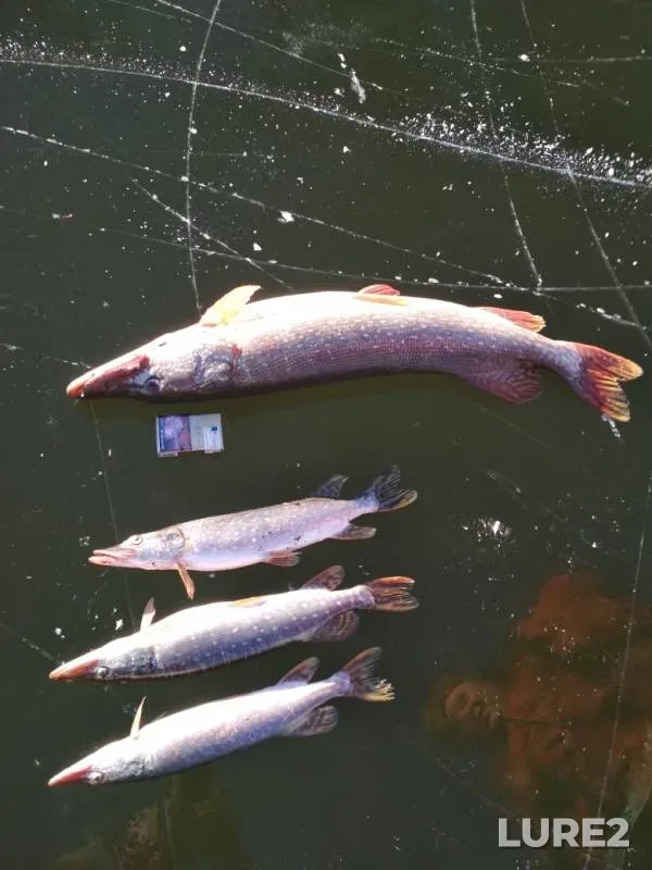 Pike — Orlovskaya oblast, Nov 18, 2018
