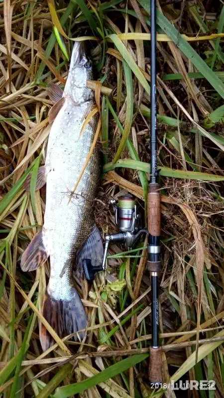 Chub, Pike — Bystraya Sosna, Nov 10, 2018