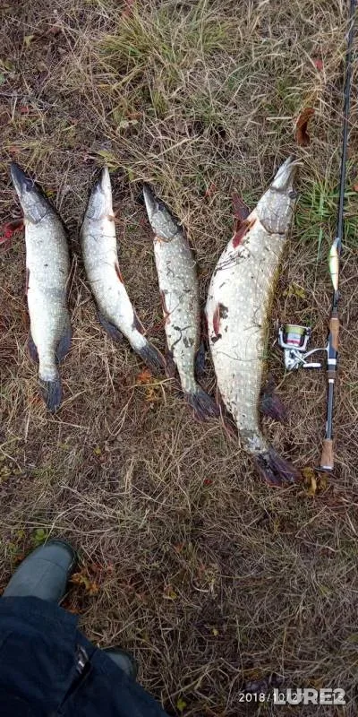 Pike — Bystraya Sosna, Oct 27, 2018