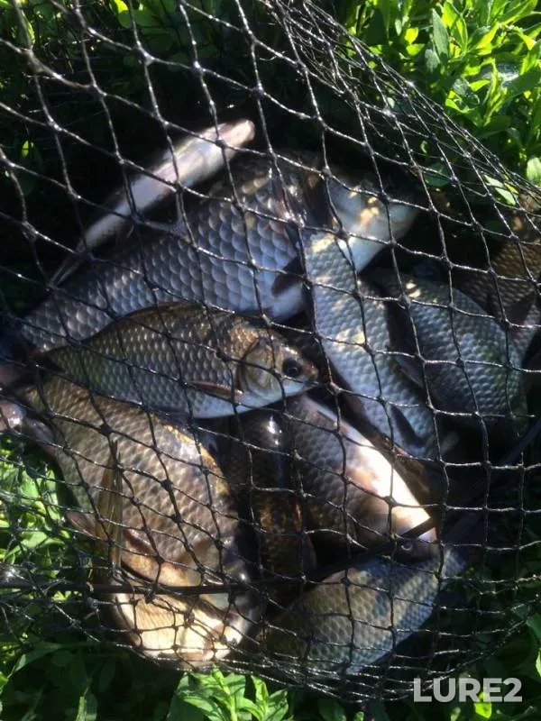Carp, Crucian carp — Orlovskaya oblast, Jul 10, 2018