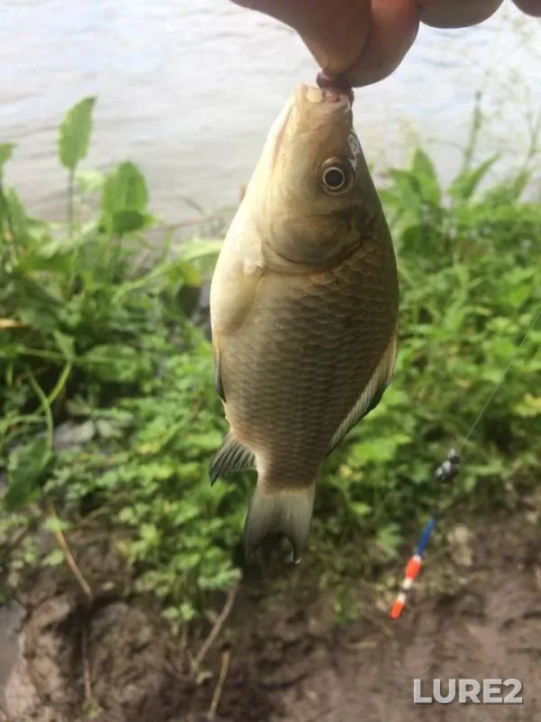 Carp, Crucian carp — Orlovskaya oblast, Jul 08, 2018