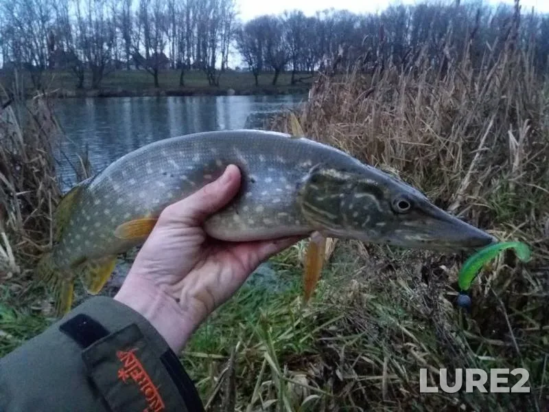 Perch, Pike — Livenka, Dec 11, 2017