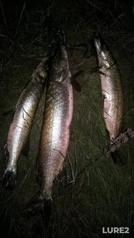 Pike — Bystraya Sosna, Sep 11, 2017