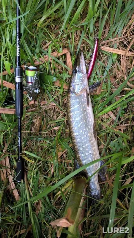 Asp, Pike — Bystraya Sosna, Sep 06, 2017
