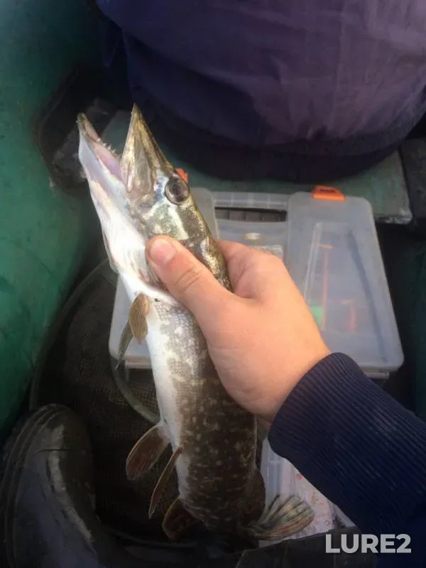 Pike — Bystraya Sosna, Sep 02, 2017