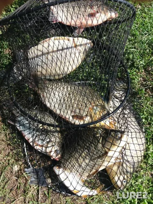 Crucian carp — Kosorzha, Aug 04, 2017