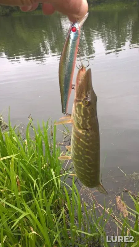 Pike — Bystraya Sosna, Jun 11, 2017
