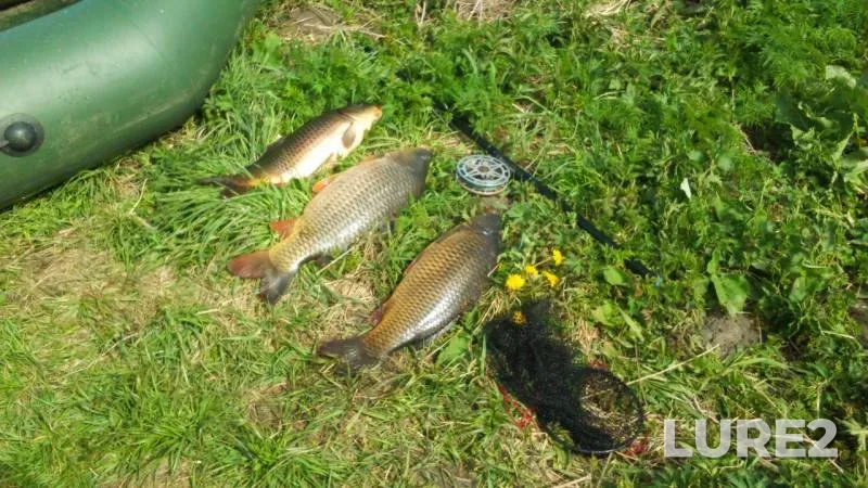 Carp — Orlovskaya oblast, May 14, 2017