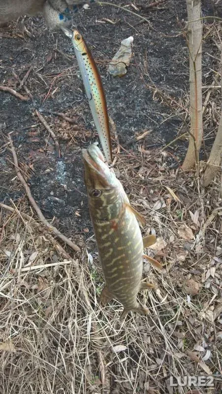 Pike — Trudy, Apr 04, 2017