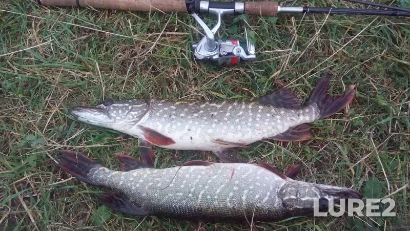 Pike — Orlovskaya oblast, Sep 27, 2016