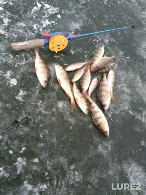 Perch — Bolshoy Kremenkul, Nov 17, 2019