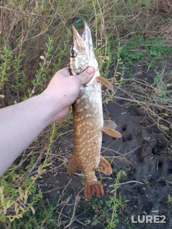 Pike — Bystraya Sosna, May 02, 2018