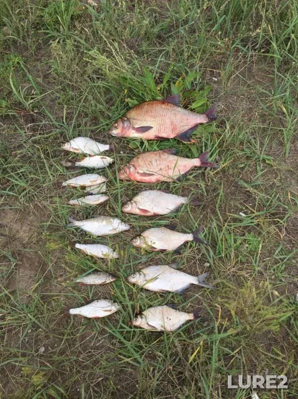 Bream, Roach — Zolotoye, Aug 19, 2019