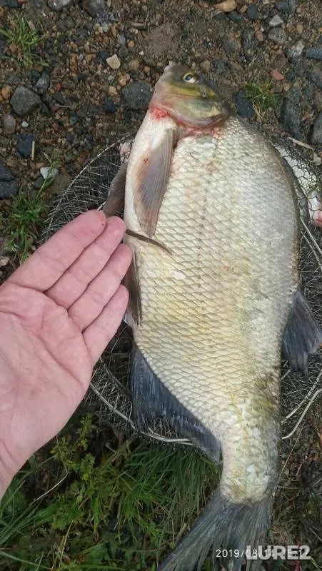 Bream — Chebarkul, Sep 26, 2019