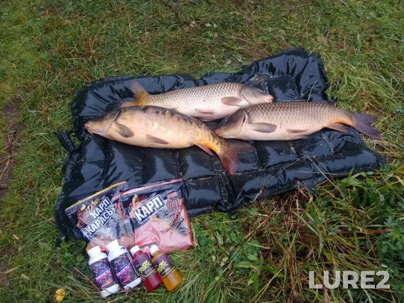 Carp — Brusyanka, Sep 10, 2019