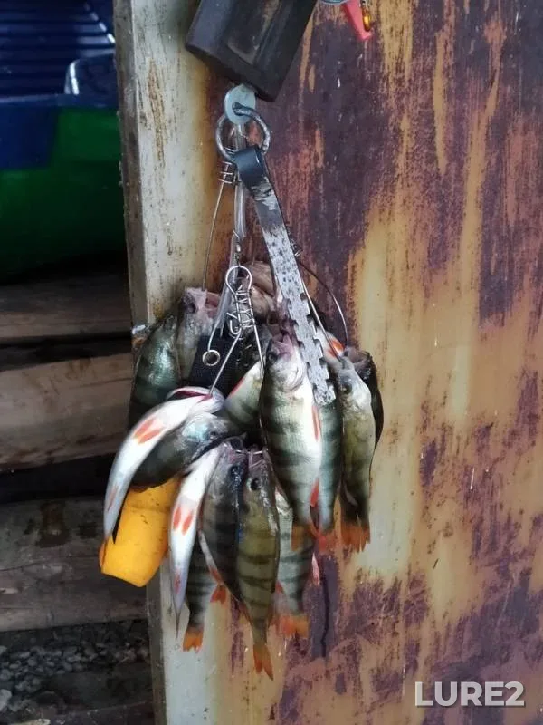 Perch — Magnitogorskoye, Jul 22, 2019