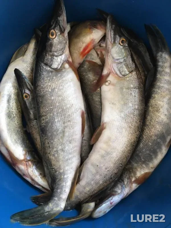 Pike — Ay, Jul 19, 2019