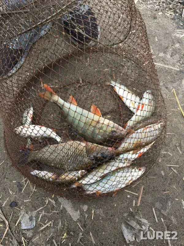 Carp, Perch — Uzunkul, Jun 18, 2019