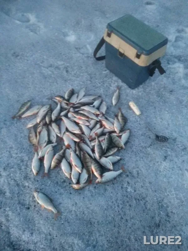 Perch, Roach — Vtoroye, Apr 10, 2019
