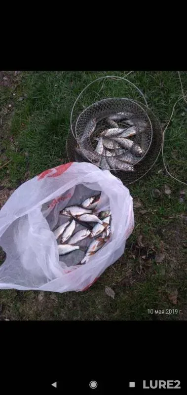 Roach — Uzunkul, May 10, 2019