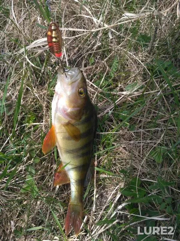 Perch, Pike — Uvelka, May 19, 2019