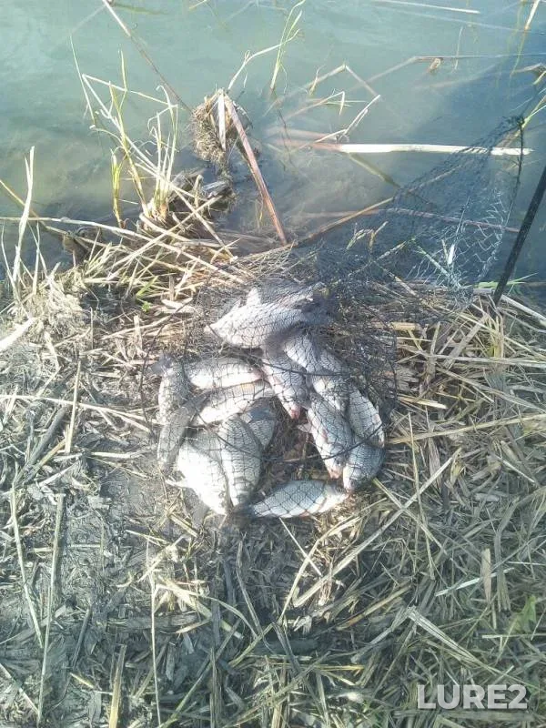 Crucian carp — Karagush, May 27, 2019