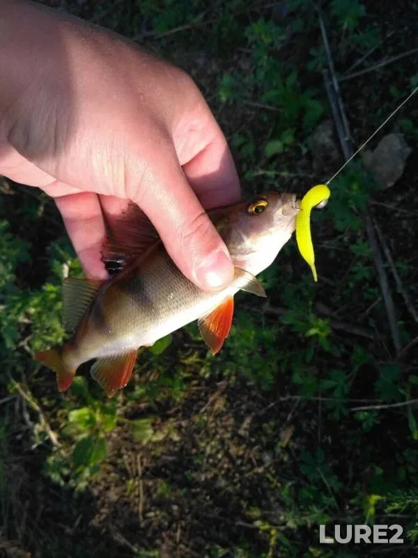 Perch — Miass, Jun 02, 2019