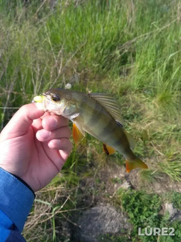 Perch — Miass, Jun 06, 2019
