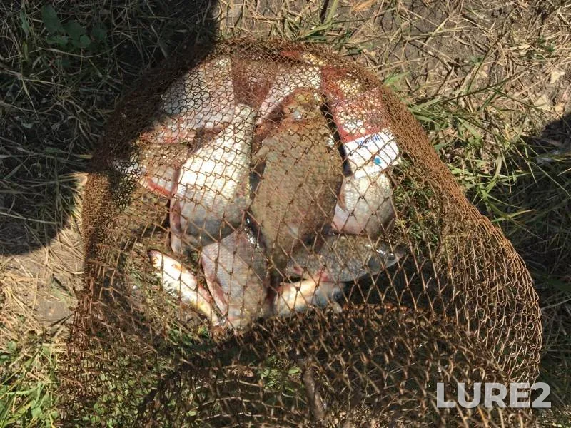Bream, Crucian carp — Shelyugino, Jun 20, 2019