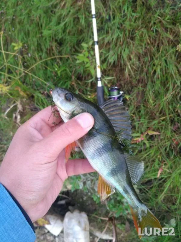 Perch — Miass, Sep 03, 2019