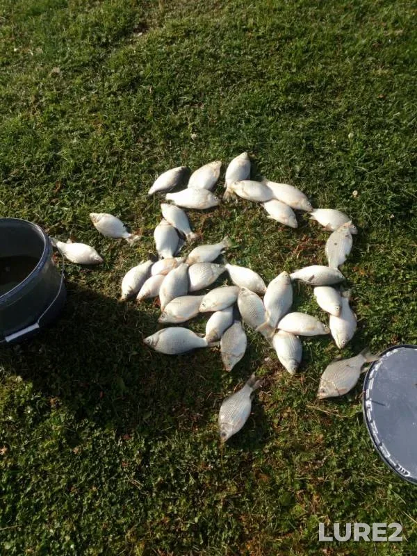 Crucian carp — Uyelgi, Sep 11, 2019