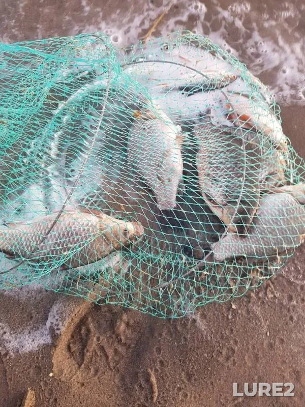 Crucian carp — Atkul, Oct 05, 2019