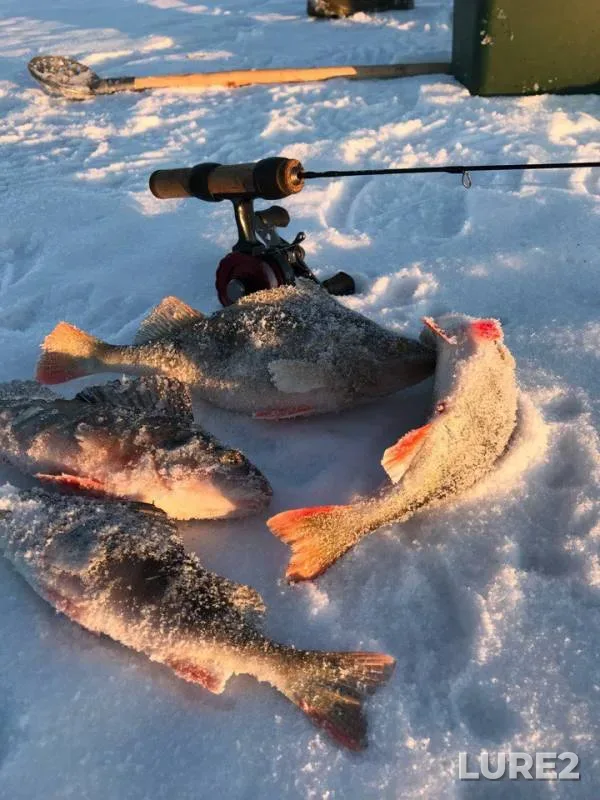 Perch — Votkinskoye, Jan 08, 2018