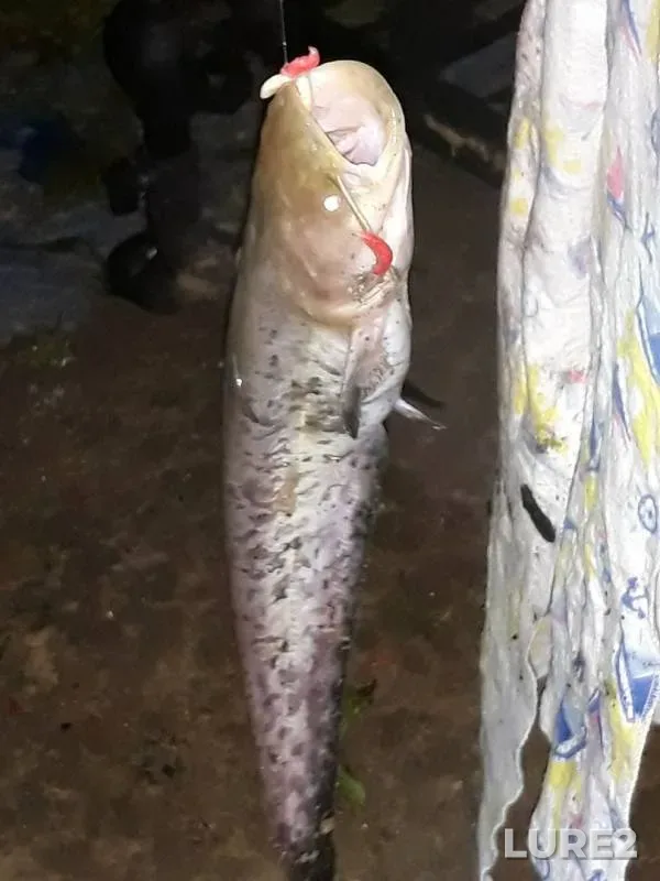 Bream, Wels catfish — Moskva, Jul 24, 2017