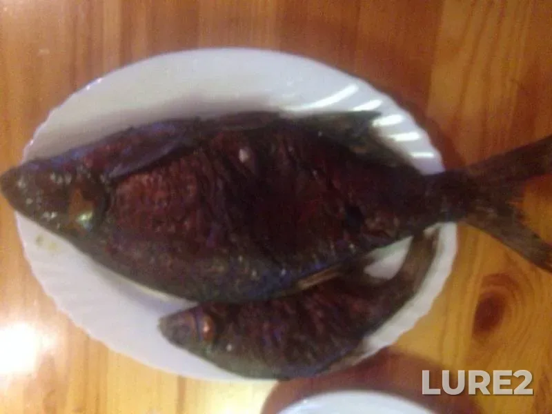 Bream, White bream — Volga, Jun 28, 2015