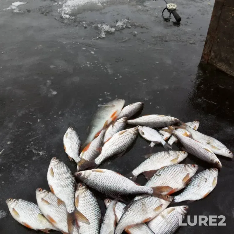 Perch, Roach — Dolgoye, Feb 28, 2018