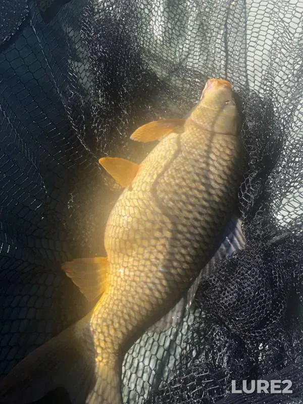 Carp — Kipenskoye, May 18, 2019