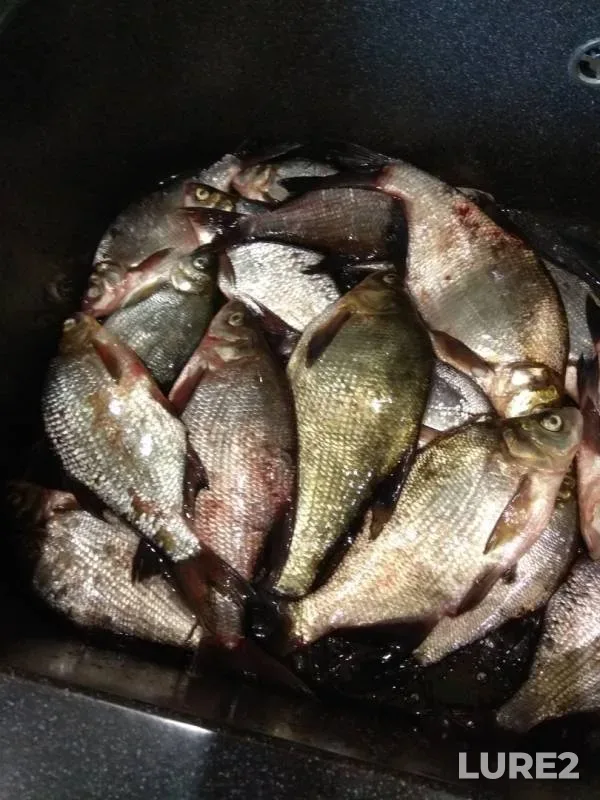 Bream — Volga, Jun 16, 2018