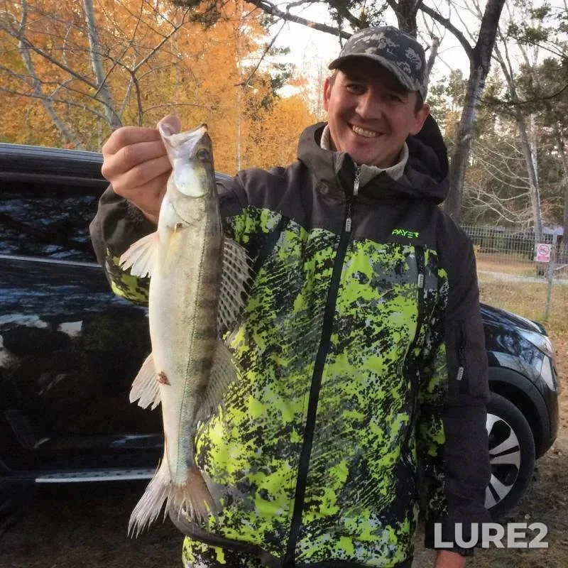 Zander — Berd, Oct 13, 2019