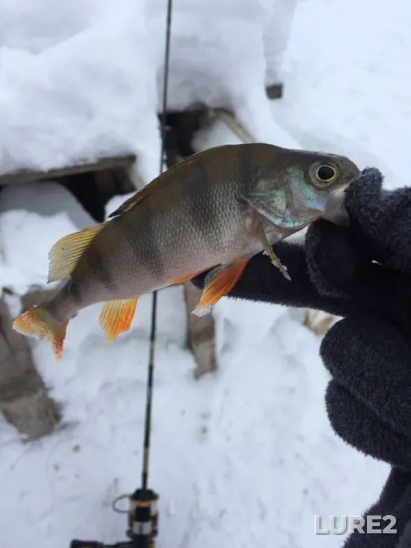 Ide, Perch — Voronezh, Jan 13, 2019