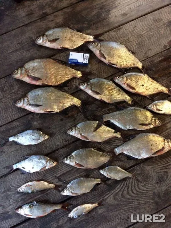 Bream — Tobyl - Tobol, Sep 28, 2017