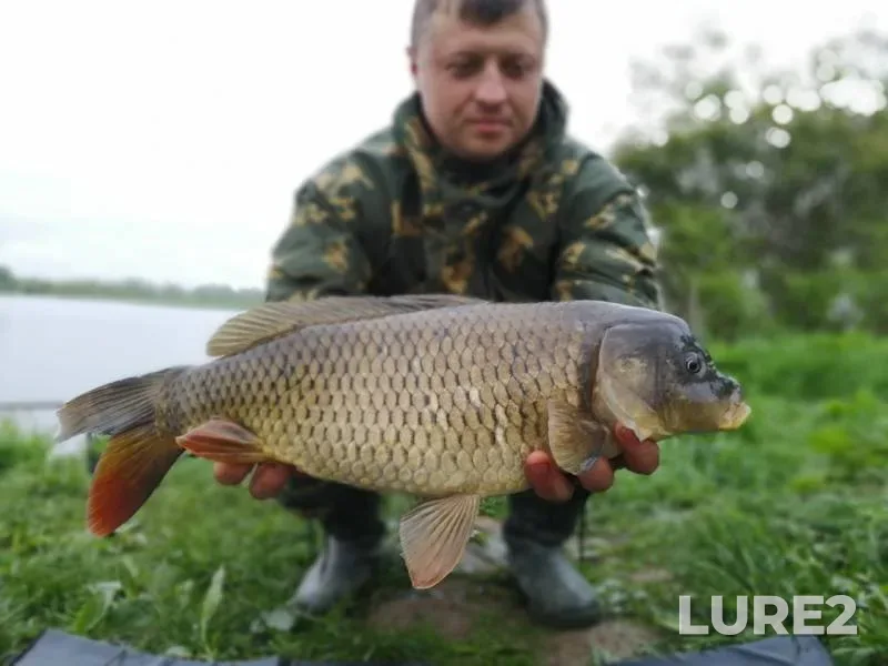 Carp — Kipenskoye, May 26, 2019