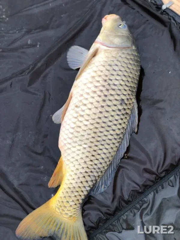 Carp — Kipenskoye, May 05, 2019