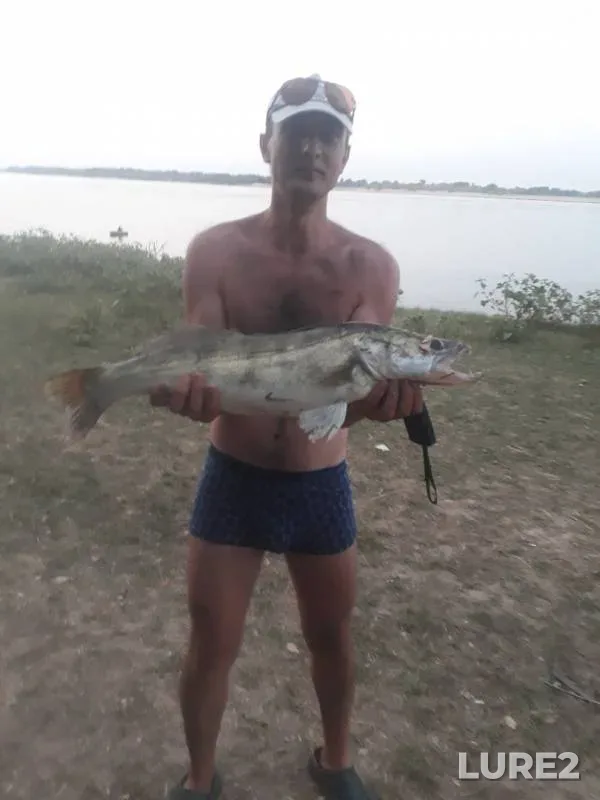 Zander — Protoka st. Volga, Aug 25, 2019