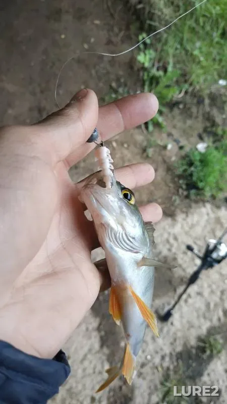 Perch — Smolenskaya oblast, May 25, 2019
