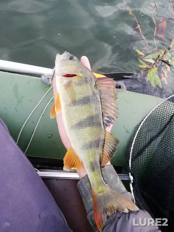 Perch — Baklanovskoye, Sep 03, 2018