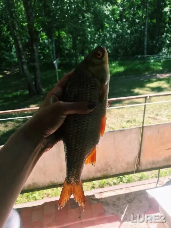 Roach — Baklanovskoye, Jun 12, 2018
