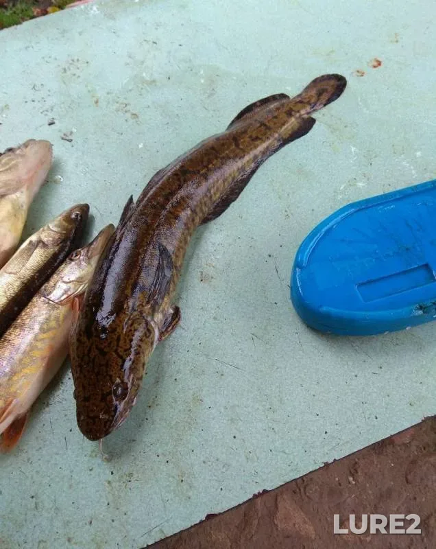 Burbot, Pike — Volga, Oct 09, 2017
