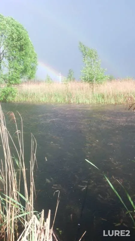 Crucian carp — Smolenskaya oblast, May 29, 2017